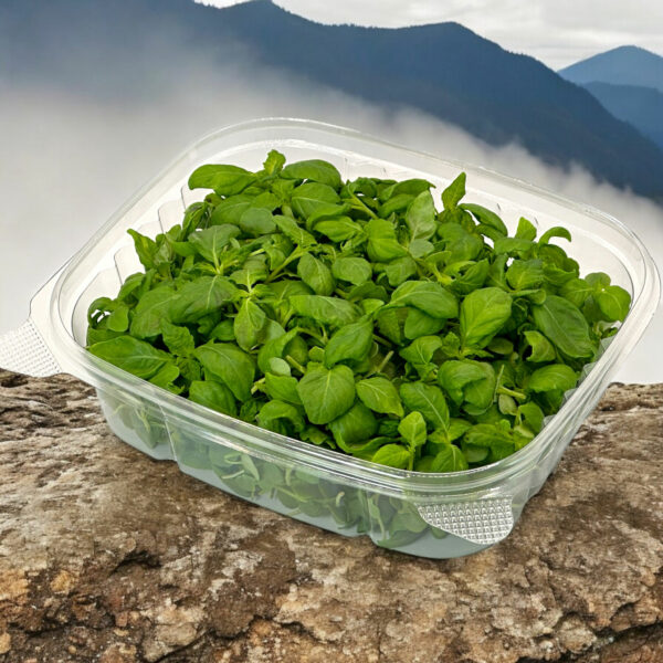 green-shiso-microgreens-japanese-shiso-leaf-parilla-canada-montreal-1