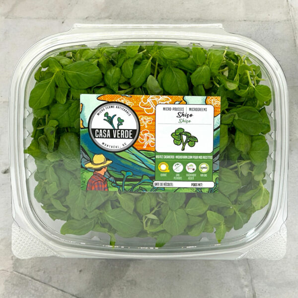 green-shiso-microgreens-japanese-shiso-leaf-parilla-canada-montreal-hero