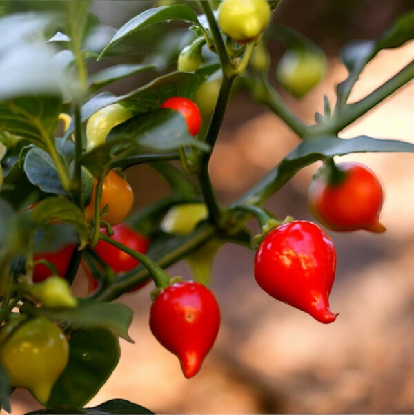 sweet-drop-biquinho-pepper-seeds-2