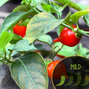 sweet-drop-biquinho-pepper-seeds