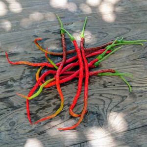 thunder-mountain-longhorn-medium-pepper-seeds-canada-2