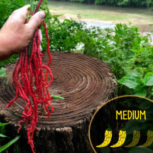 thunder-mountain-longhorn-medium-pepper-seeds-canada