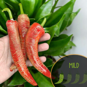 vezenka-pepper-mild-pepper-seeds-4