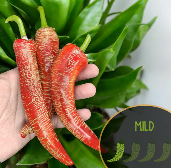 vezenka-pepper-mild-pepper-seeds-4