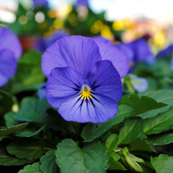 Viola electric blue gem