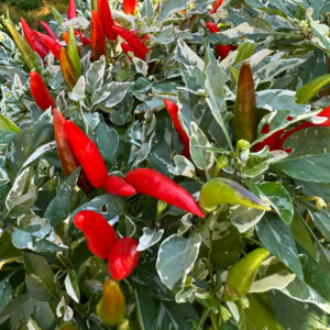 midwest-fiesta-ornamental-pepper-seeds-1