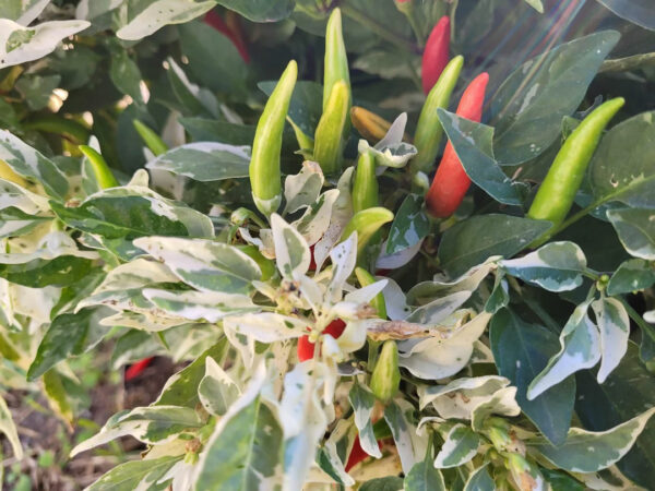 midwest-fiesta-ornamental-pepper-seeds