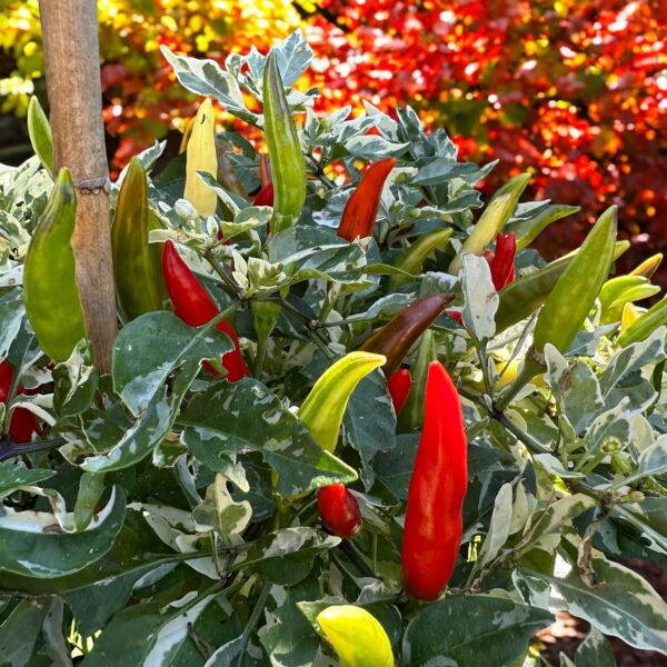 midwest-fiesta-ornamental-pepper-seeds-7