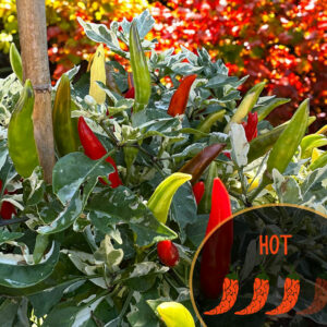 midwest-fiesta-ornamental-pepper-seeds-hero