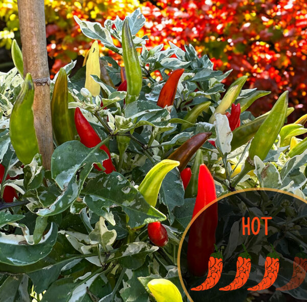 midwest-fiesta-ornamental-pepper-seeds-hero