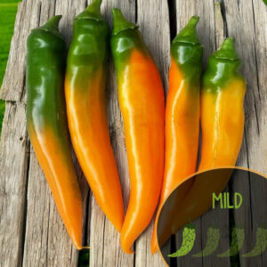 tequila-sunrise-mild-pepper-seeds-canada-casa-verde