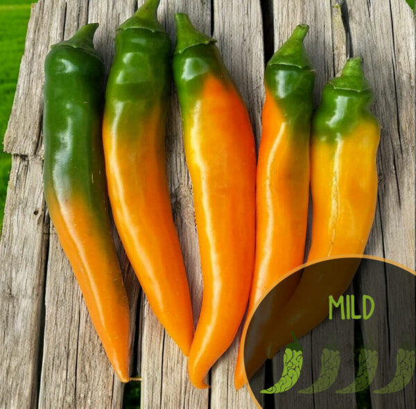 tequila-sunrise-mild-pepper-seeds-canada-casa-verde