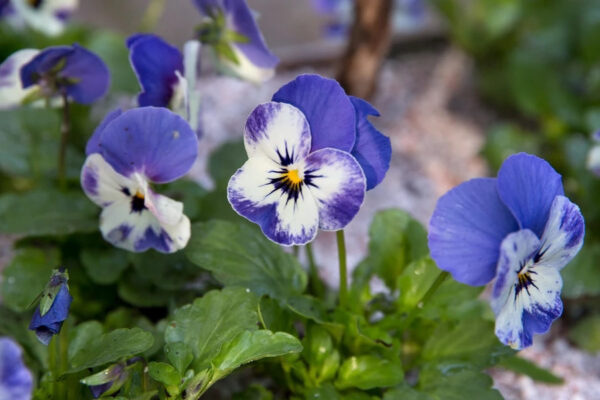 viola delft blue flower