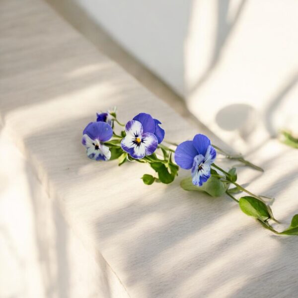 viola-delft-blue-gem-edible-flower-seeds-1