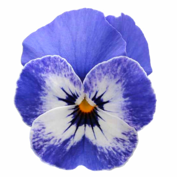 viola-delft-blue-gem-edible-flower-seeds-hero