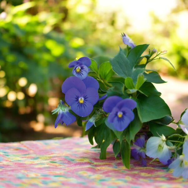 viola-electric-blue-gem-edible-flower-seeds-2