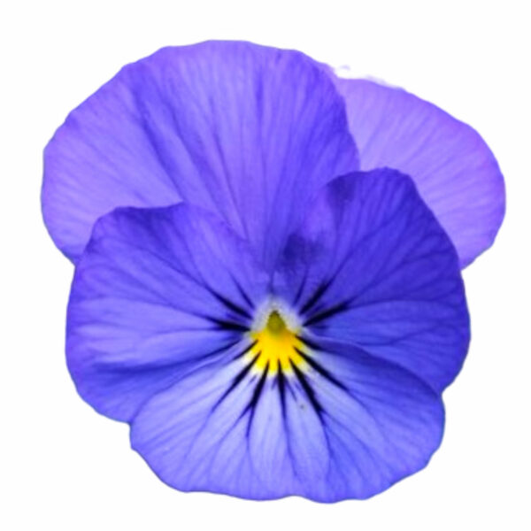 viola-electric-blue-gem-edible-flower-seeds-hero