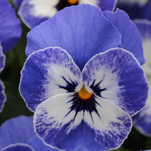 viola-sorbet-delft-blue