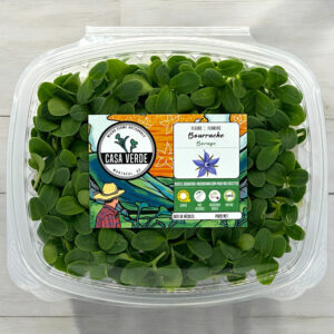 Borage-microgreens-casa-verde-microfarm-bourrache-micropousses-1