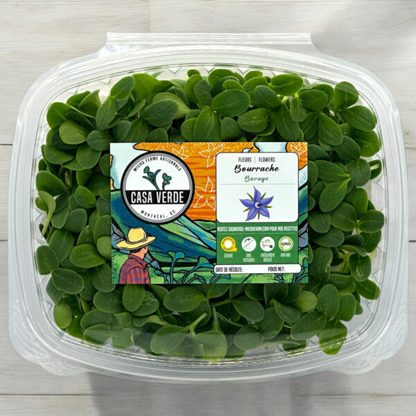 Borage-microgreens-casa-verde-microfarm-bourrache-micropousses-1