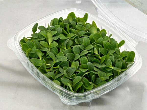 Borage-microgreens-casa-verde-microfarm-bourrache-micropousses-2