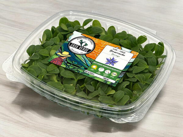 Borage-microgreens-casa-verde-microfarm-bourrache-micropousses-3