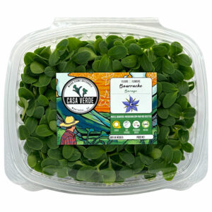 Borage-microgreens-casa-verde-microfarm-bourrache-micropousses