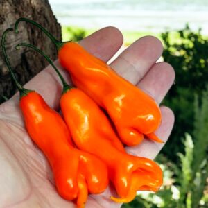 aji-erotica-mild-pepper-seeds-canada-casa-verde-1