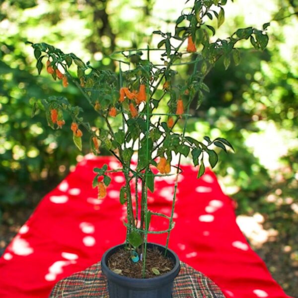 aji-erotica-mild-pepper-seeds-canada-casa-verde-2