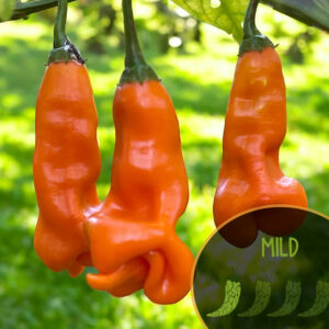 aji-erotica-mild-pepper-seeds-canada-casa-verde