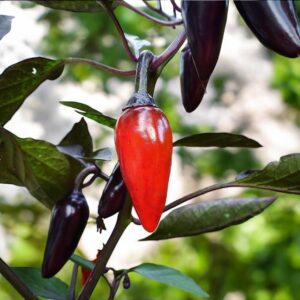 count-dacula-medium-hot-pepper-seeds-canada-casa-verde-2