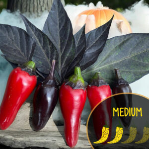 count-dacula-medium-hot-pepper-seeds-canada-casa-verde