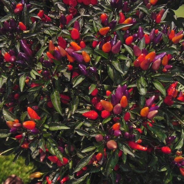 explosive-embers-2-0-hot-pepper-seeds-ornamental-canada-casa-verde-1