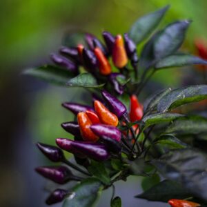 explosive-embers-2-0-hot-pepper-seeds-ornamental-canada-casa-verde-3