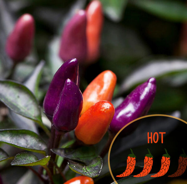 explosive-embers-2-0-hot-pepper-seeds-ornamental-canada-casa-verde