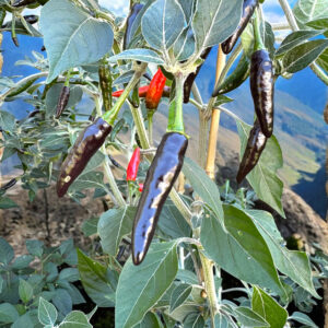 goat-weed-pepper-seeds-casa-verde-microfarm