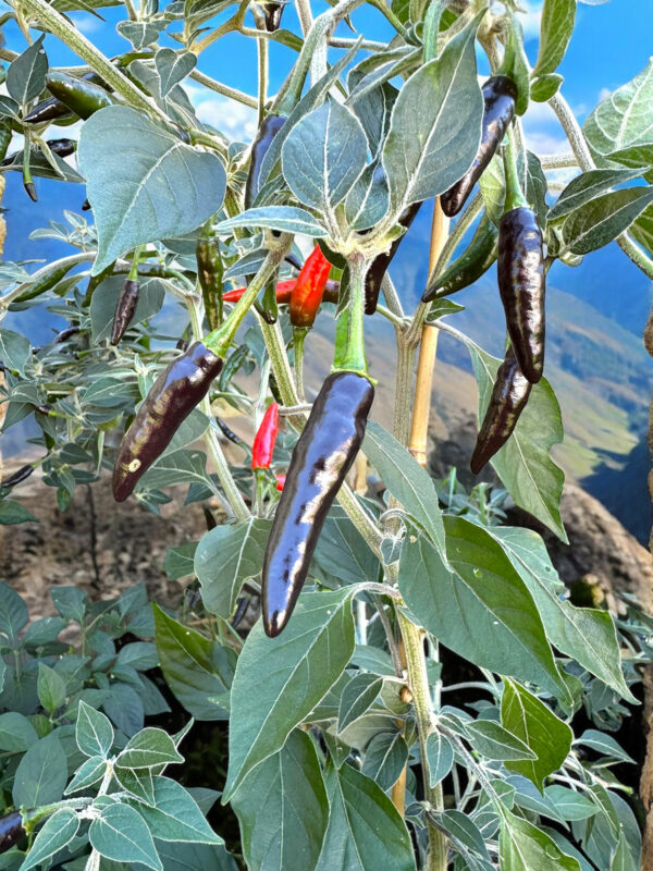 goat-weed-pepper-seeds-casa-verde-microfarm