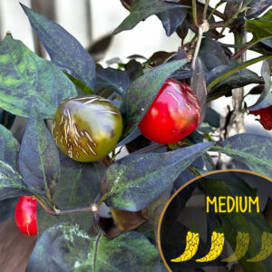 mattapeno-f3-mutant-pepper-seeds-casa-verde-microfarm-seed-shop-hero