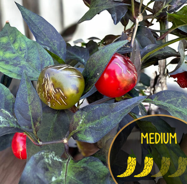 mattapeno-f3-mutant-pepper-seeds-casa-verde-microfarm-seed-shop-hero