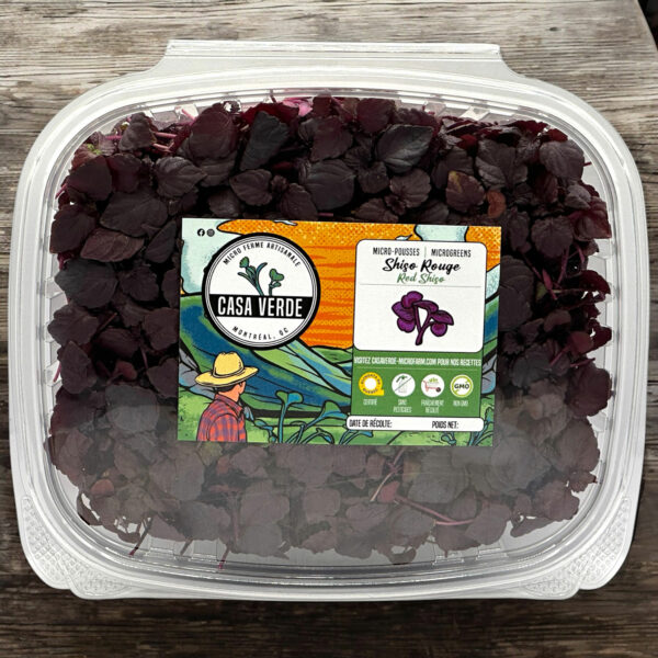 red-shiso-microgreens-micropousses-rouge-casa-verde-montreal-1