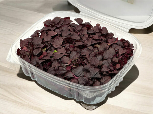 red-shiso-microgreens-micropousses-rouge-casa-verde-montreal-2