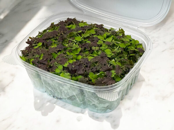 KX-1-kale-microgreens-baby-green-stage-chou-micropousses-2