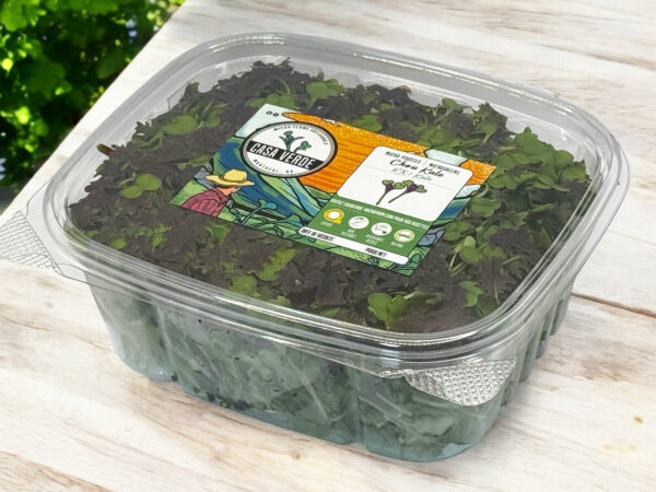 KX-1-kale-microgreens-baby-green-stage-chou-micropousses-2