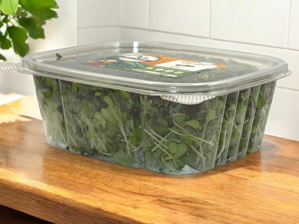 KX-1-kale-microgreens-baby-green-stage-chou-micropousses-4
