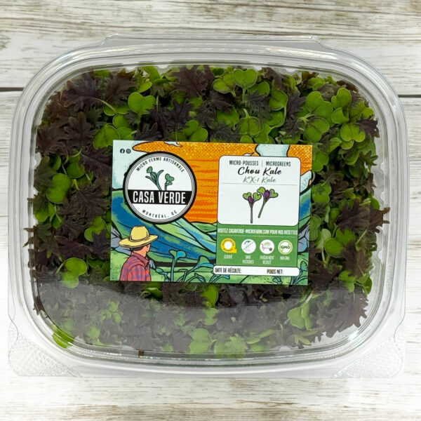 KX-1-kale-microgreens-baby-green-stage-chou-micropousses-hero-1