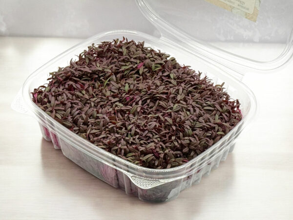 amaranth-microgreens-micropousses-2