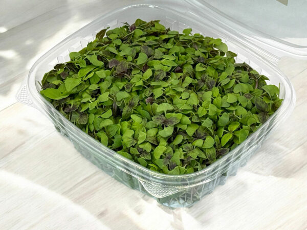 bi-colored-basil-basilique-micropousses-microgreens-2