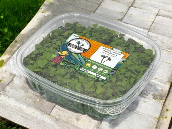 bi-colored-basil-basilique-micropousses-microgreens-3