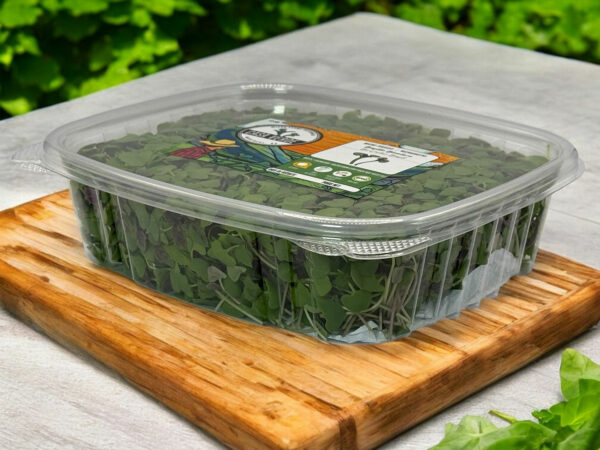 bi-colored-basil-basilique-micropousses-microgreens-4
