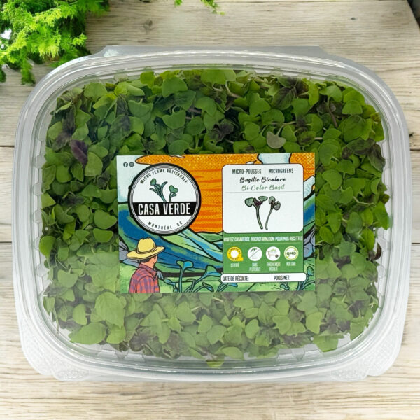 bi-colored-basil-basilique-micropousses-microgreens-hero-1
